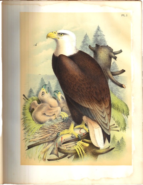 Studer’s Birds of North America, New York, 1888