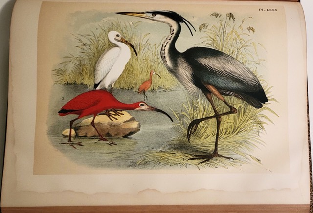 Studer’s Birds of North America, New York, 1888, photograph 3