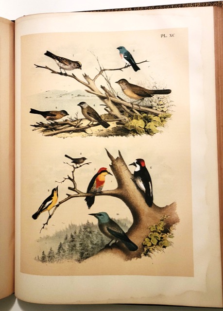Studer’s Birds of North America, New York, 1888, photograph 5