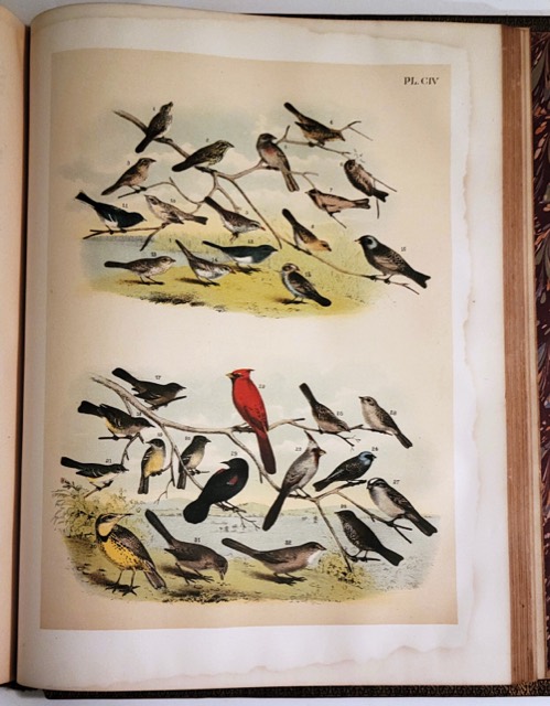 Studer’s Birds of North America, New York, 1888, photograph 6