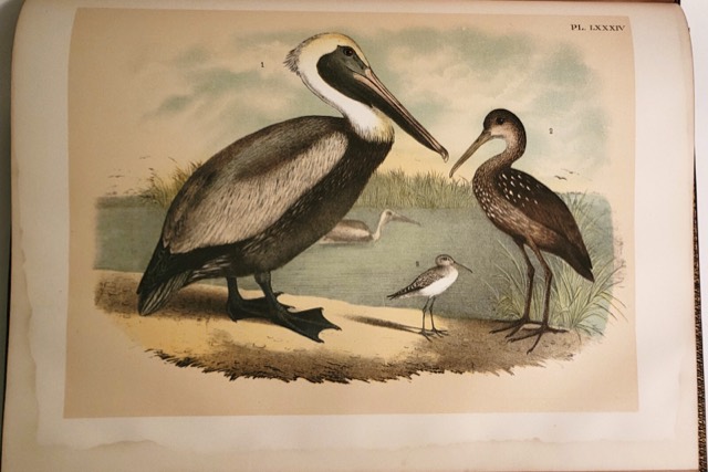 Studer’s Birds of North America, New York, 1888, photograph 10