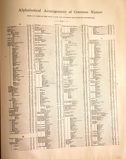 Studer’s Birds of North America, New York, 1888, photograph 11