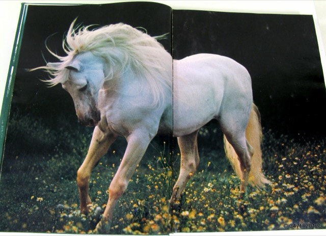 A World of Horses by Anne Charlish, 1982