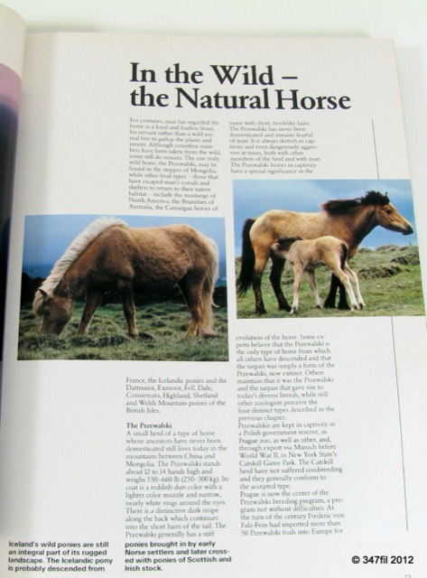 A World of Horses by Anne Charlish, 1982, photograph 2