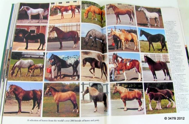 A World of Horses by Anne Charlish, 1982, photograph 4