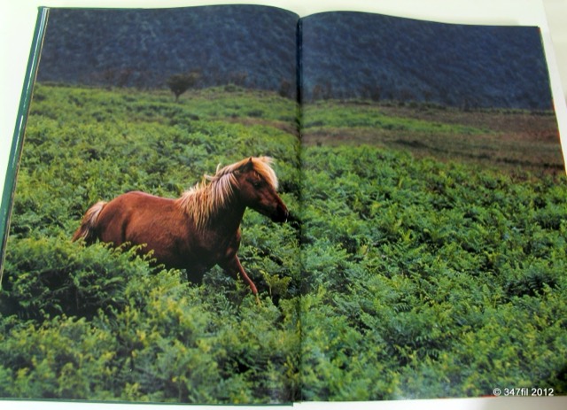 A World of Horses by Anne Charlish, 1982, photograph 5