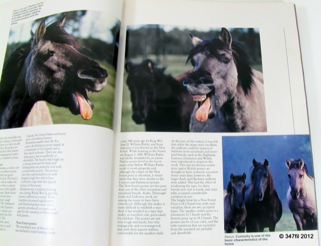 A World of Horses by Anne Charlish, 1982, photograph 6