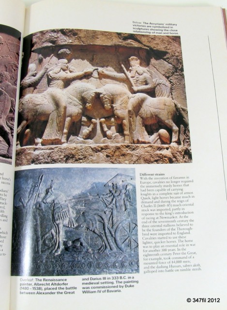 A World of Horses by Anne Charlish, 1982, photograph 7