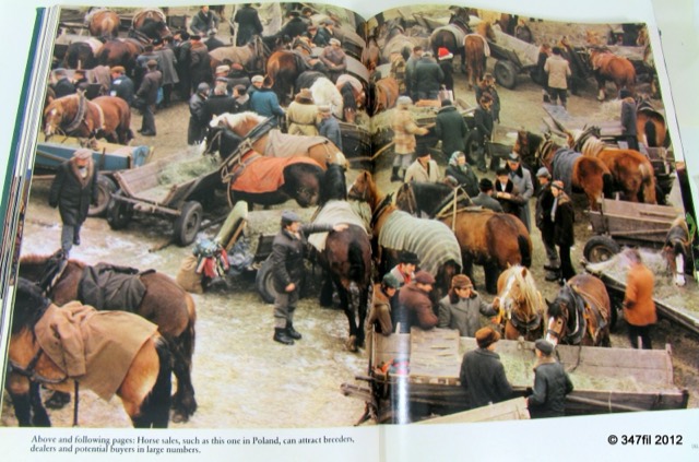A World of Horses by Anne Charlish, 1982, photograph 11