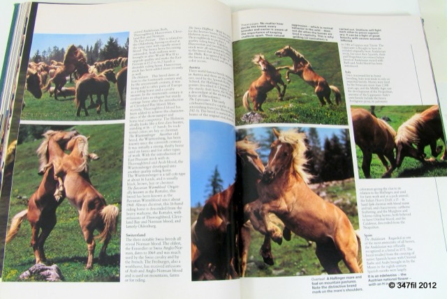 A World of Horses by Anne Charlish, 1982, photograph 12